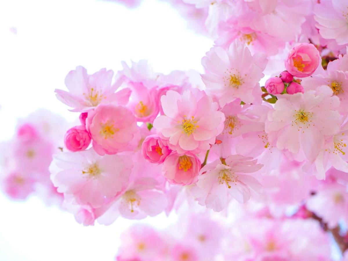 Kochi Sakura Hotel Kültér fotó